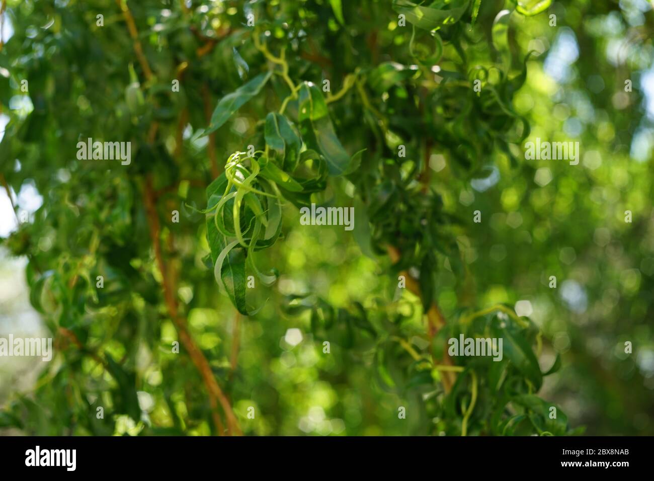 Curly willow hires stock photography and images Alamy