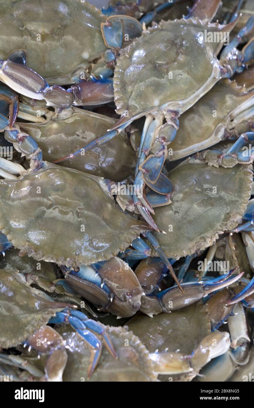 Marine crab background vector Stock Photo