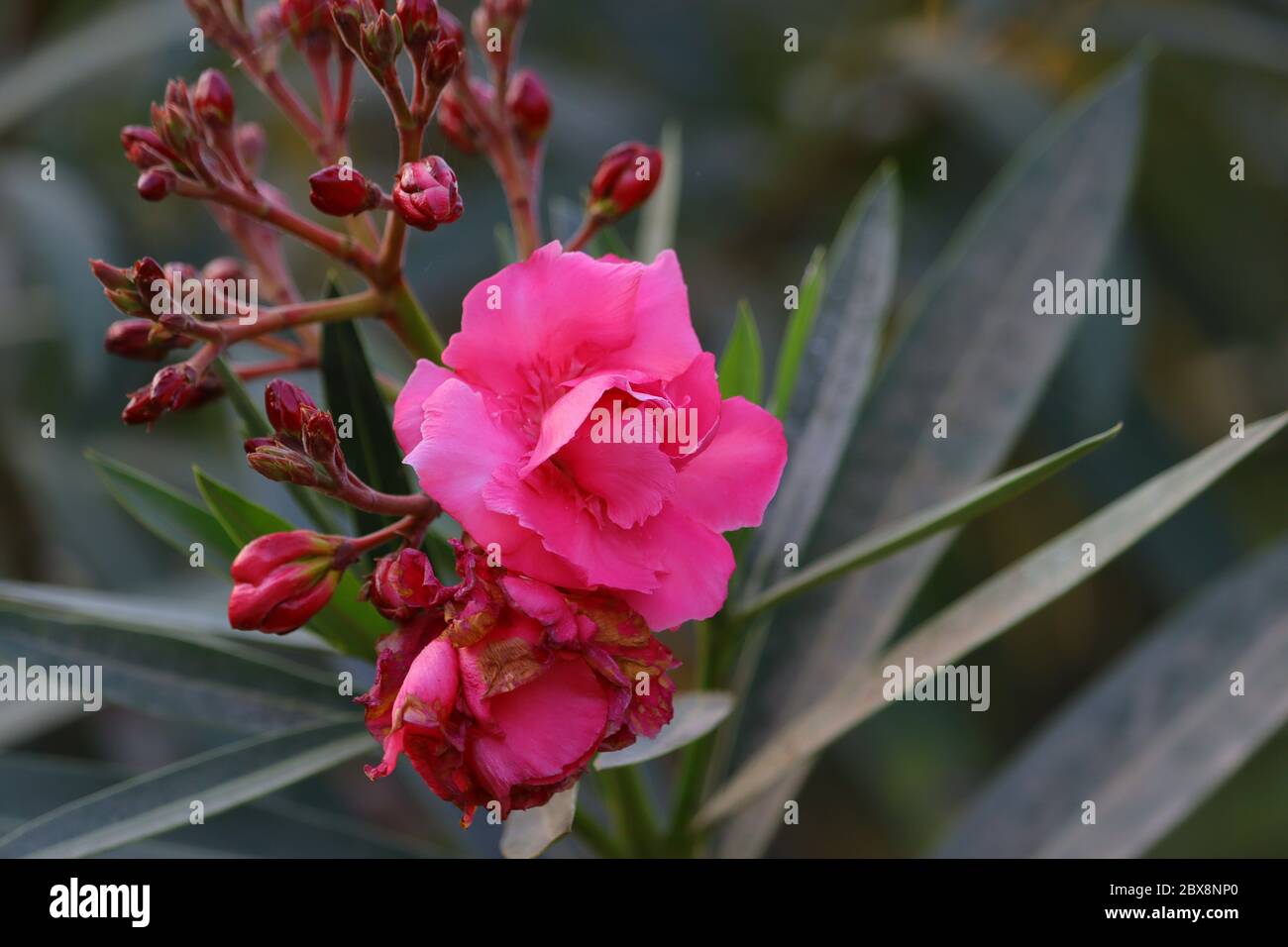 pink oleander flower hd image , free pink oleander flower Stock Photo
