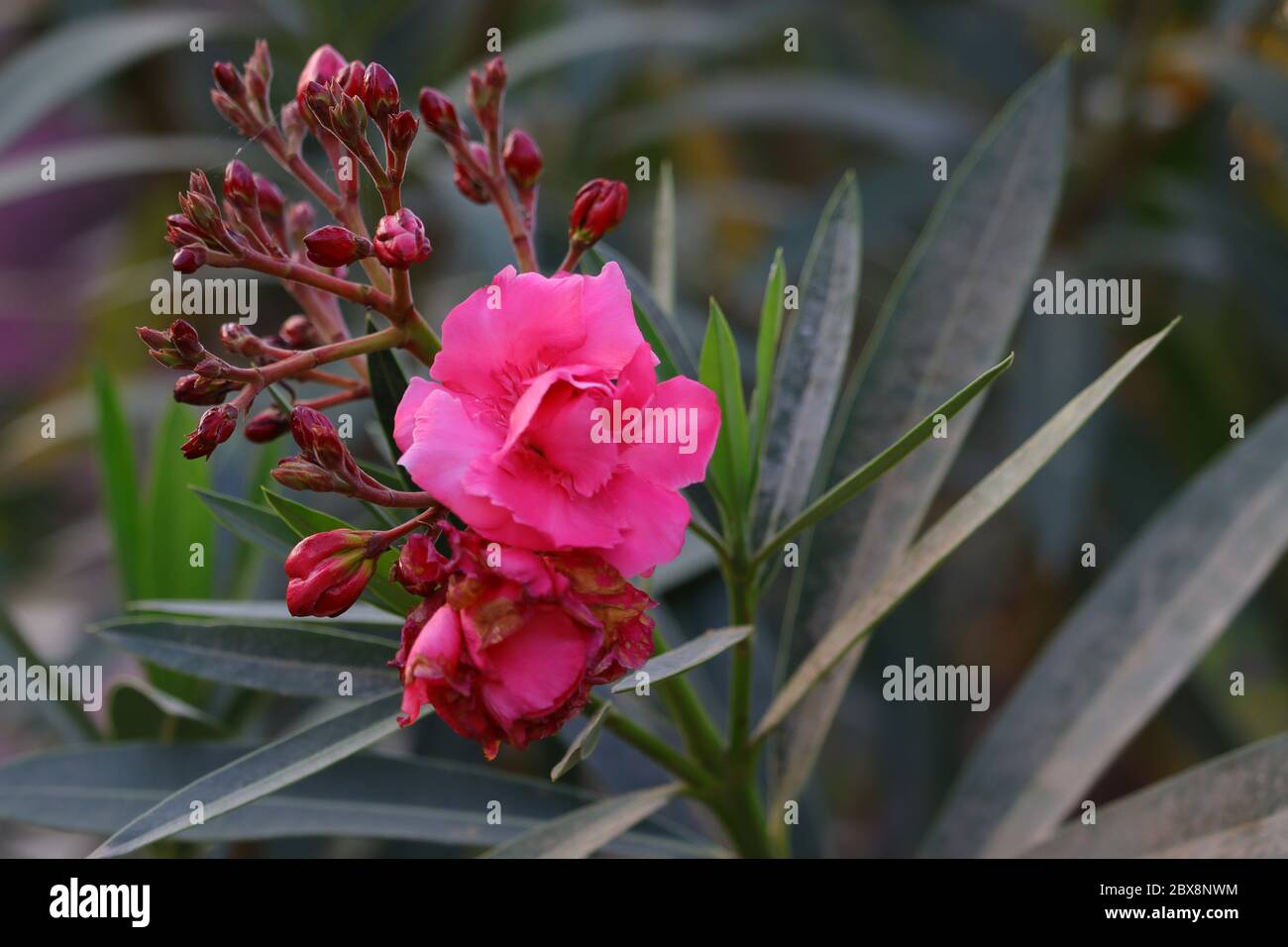 pink oleander flower hd photography, free oleander flower photo Stock Photo