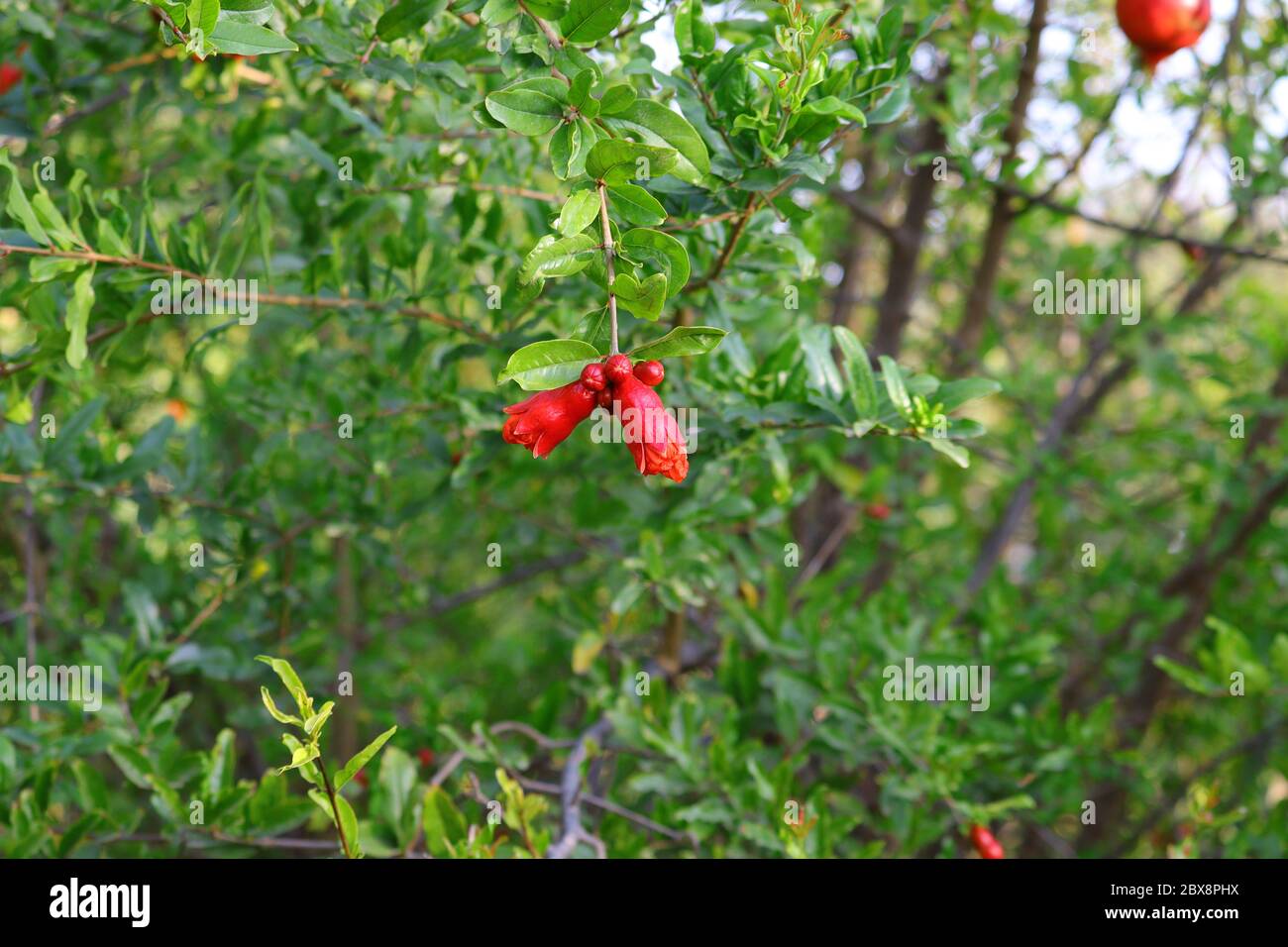 pomegranate flower image, HD background, royalty free image, pomegranate flower Stock Photo