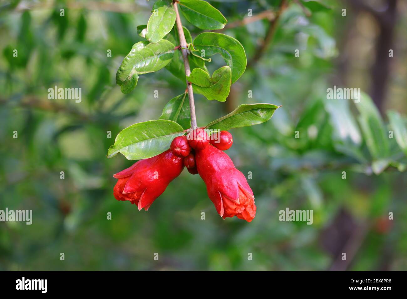 pomegranate flower photography, HD background image, pomegranate flower on tree Stock Photo