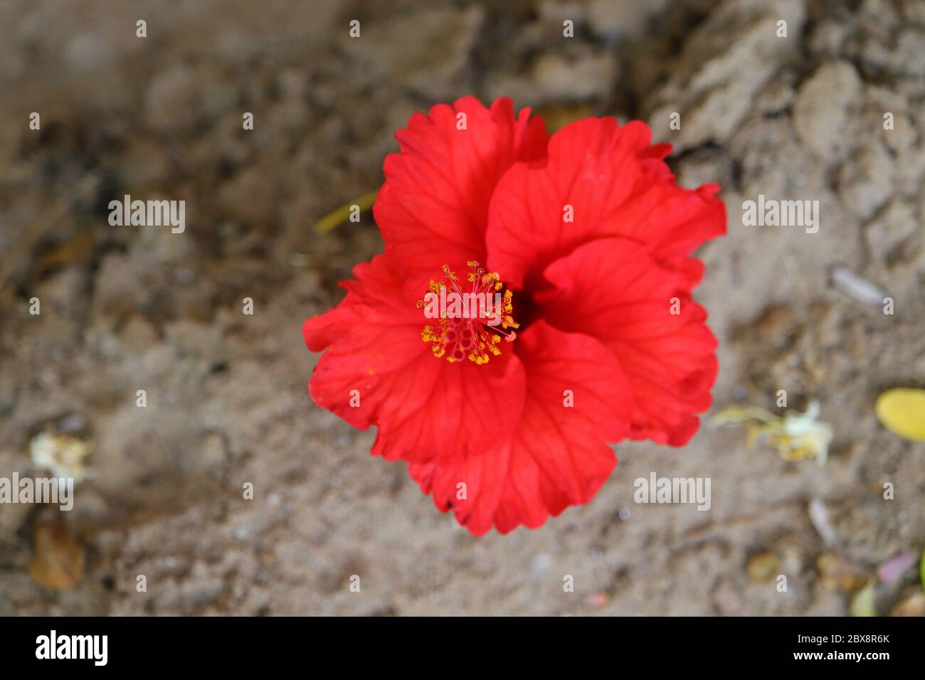 royalty free flower image ,red hibiscus flower laying on ground, hd image Stock Photo