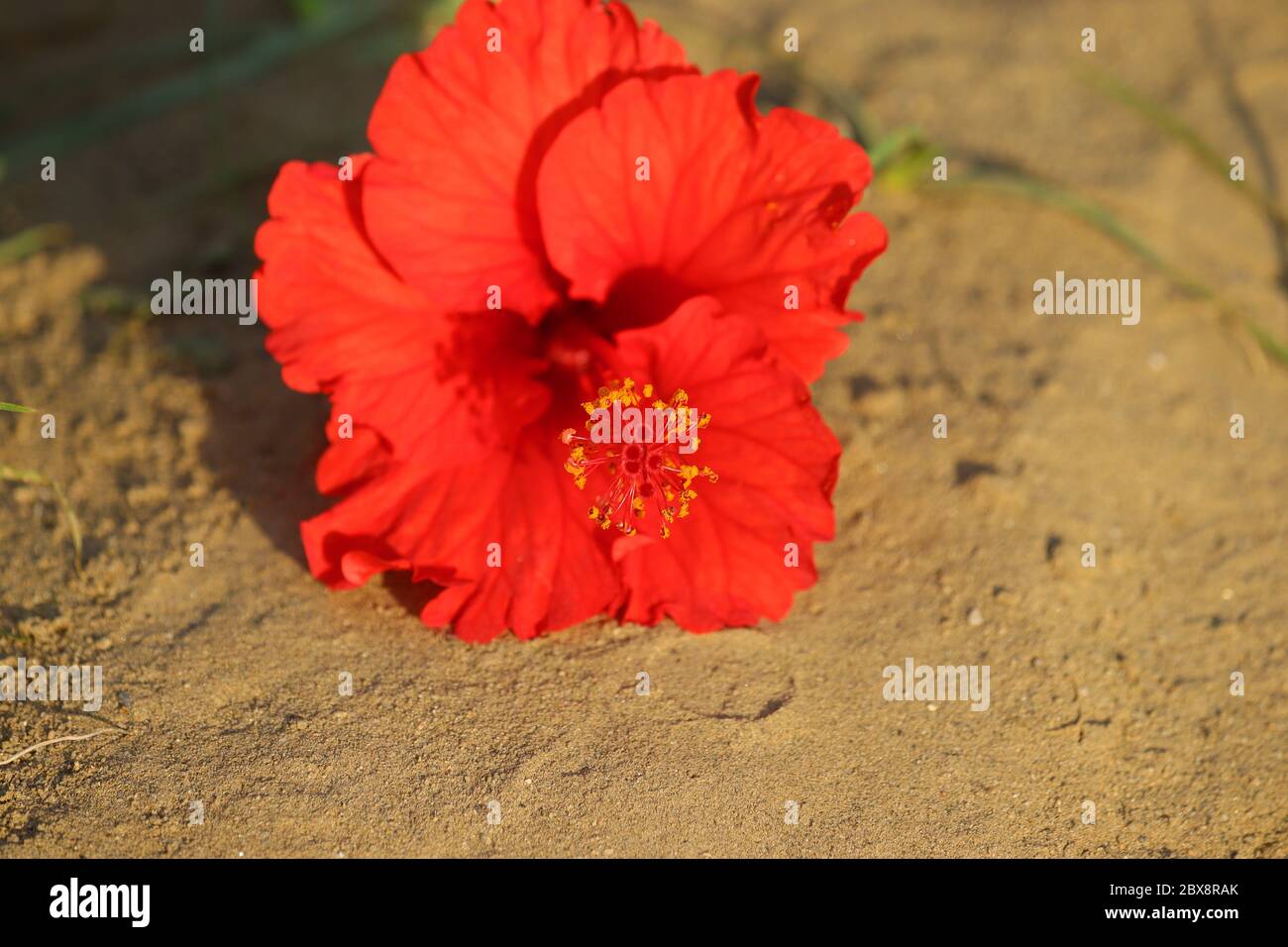 royalty free red hibiscus flower image, red hibiscus flower laying on ground, macro hd image Stock Photo