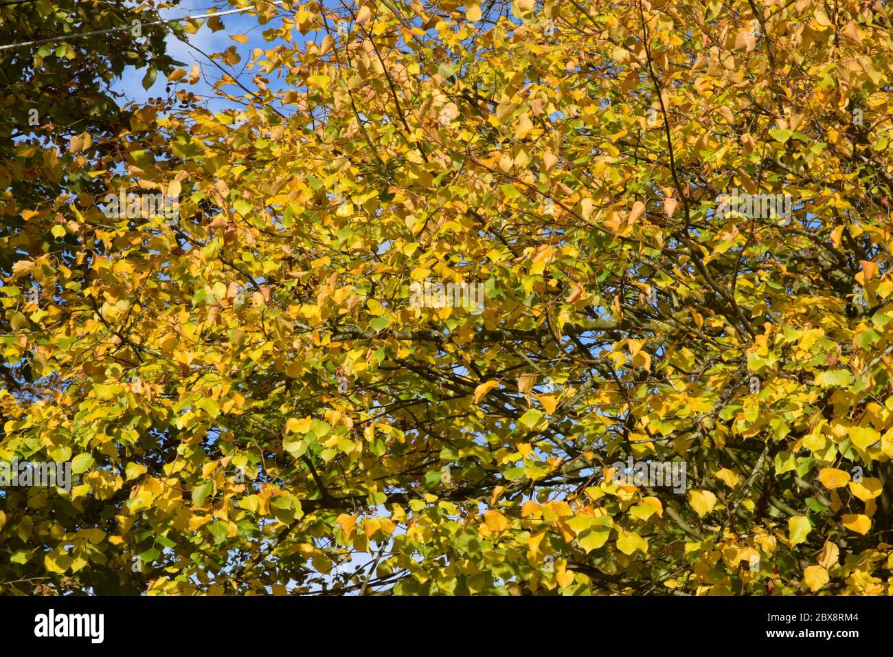 Gold coloured leaves hi-res stock photography and images - Alamy