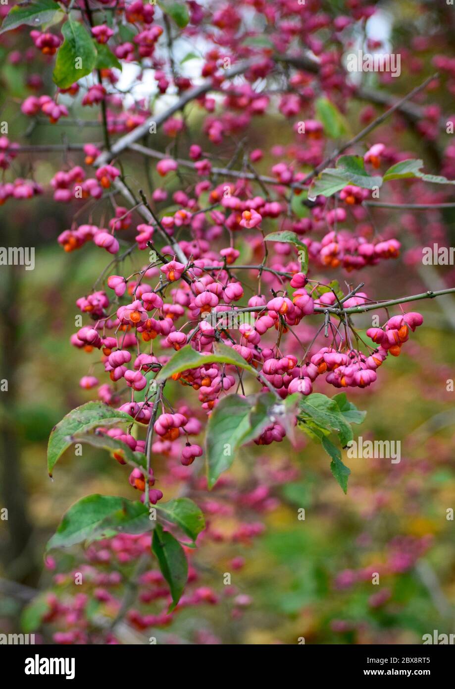fruits of the spindle tree in autumn Stock Photo