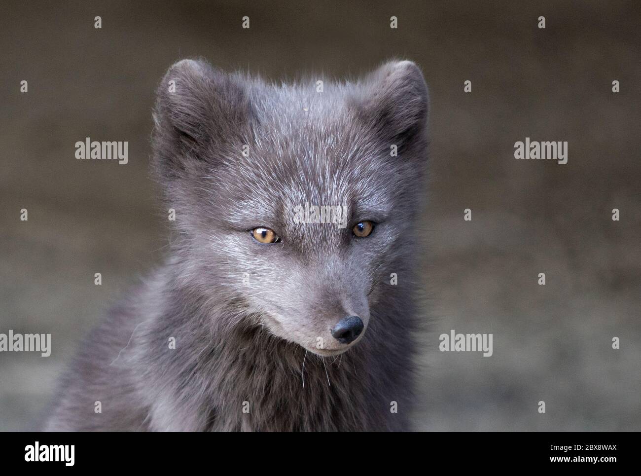Arctic blue fox with dark grey fur in the Russian settlement