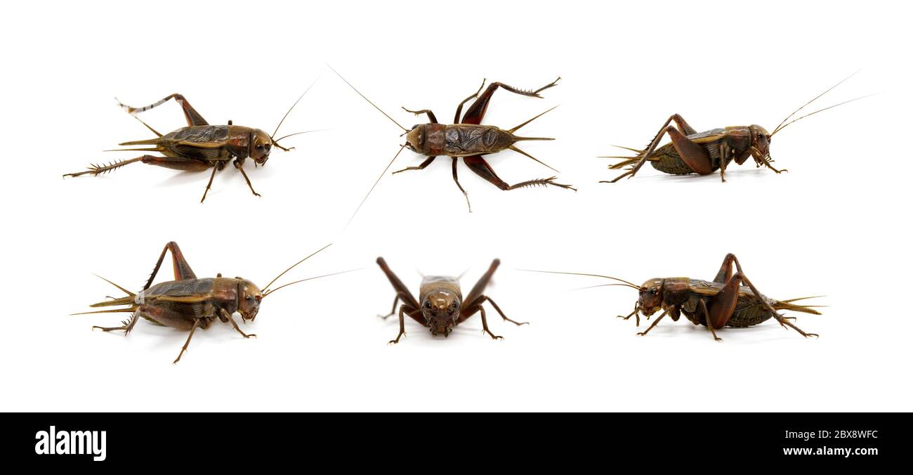 Group of cricket on white background., Insects. Animals. Stock Photo