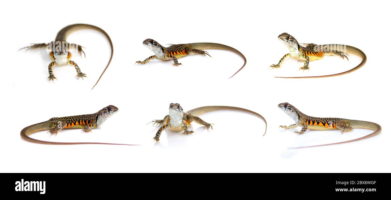Group of butterfly agama lizard (Leiolepis Cuvier) isolated on a white background.  Reptile. Animal. Stock Photo