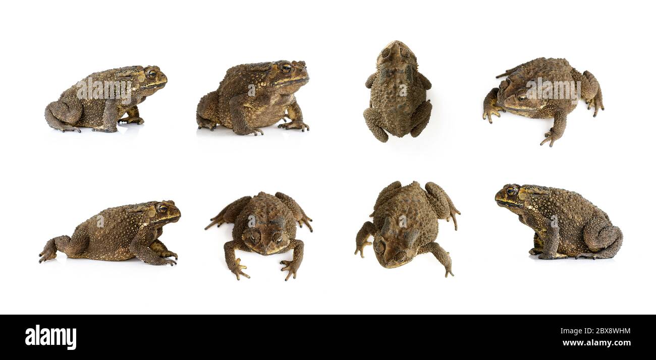 Group of toad (Bufonidae) isolated on a white background. Amphibian. Animal. Stock Photo