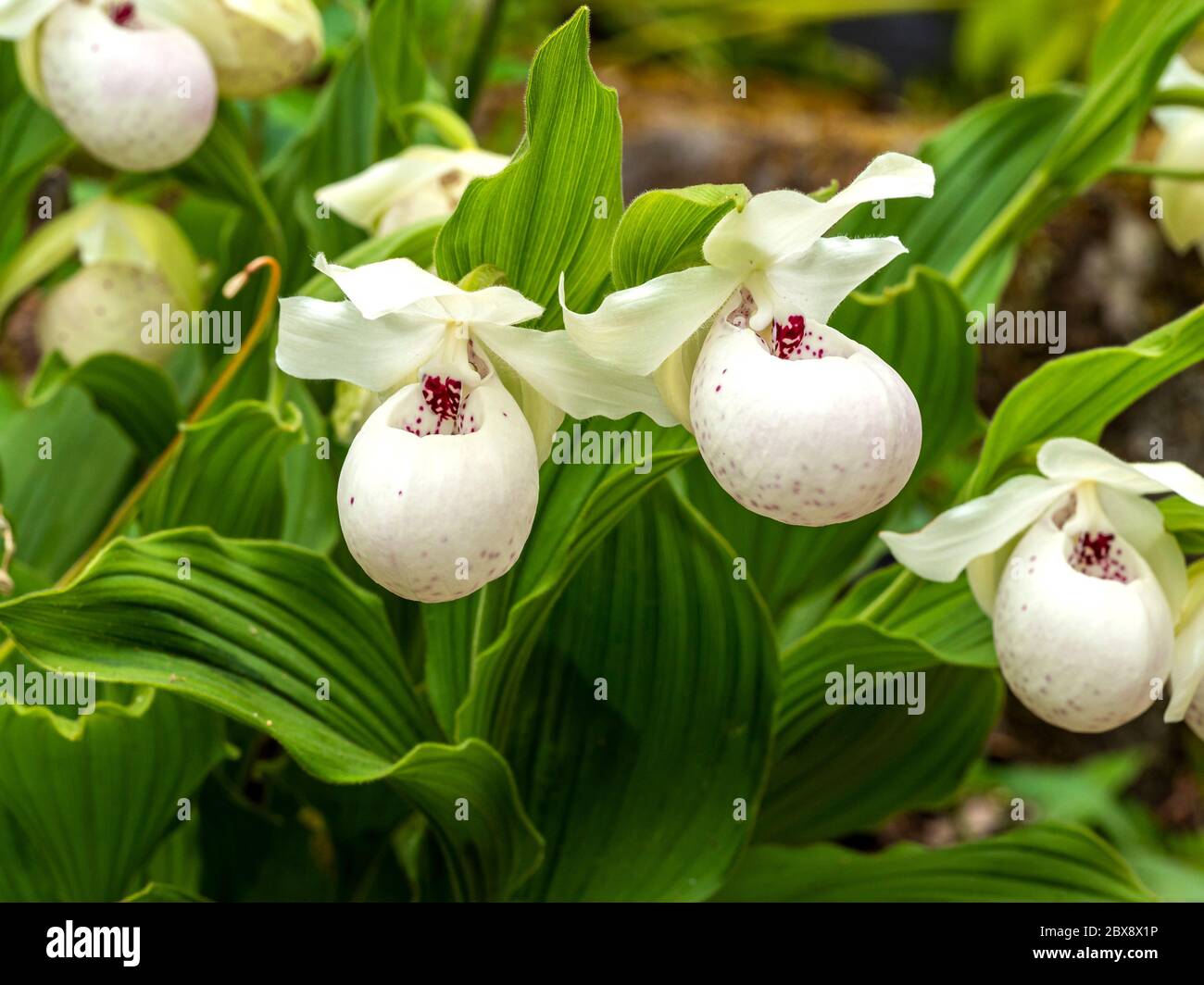 White and purple flowers and green leaves of the lady's slipper orchid, Cypripedium reginae Stock Photo