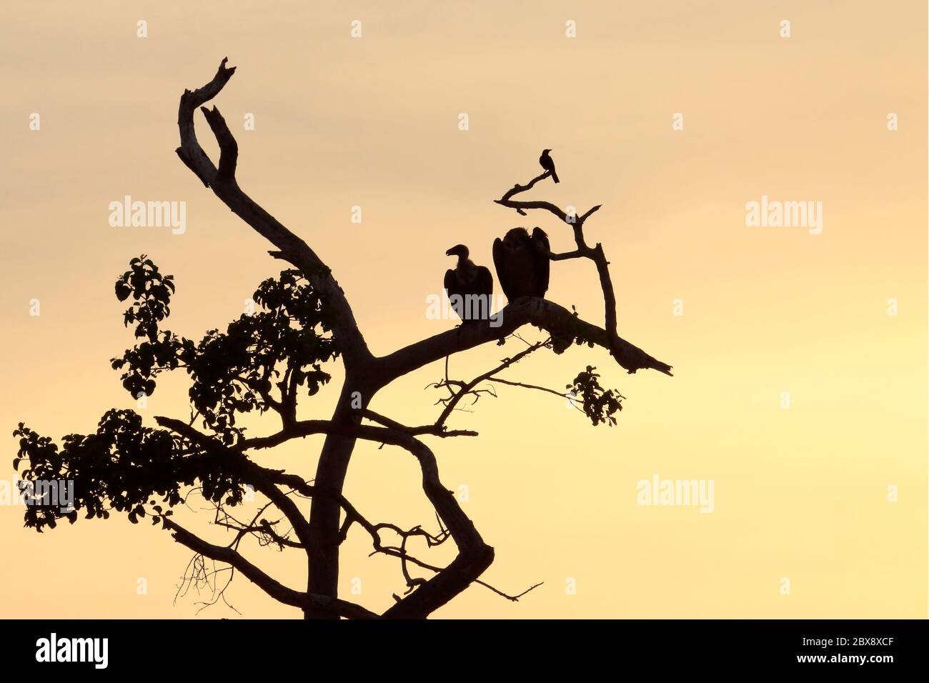 Silhouette of vultures sitting in the tree top Stock Photo
