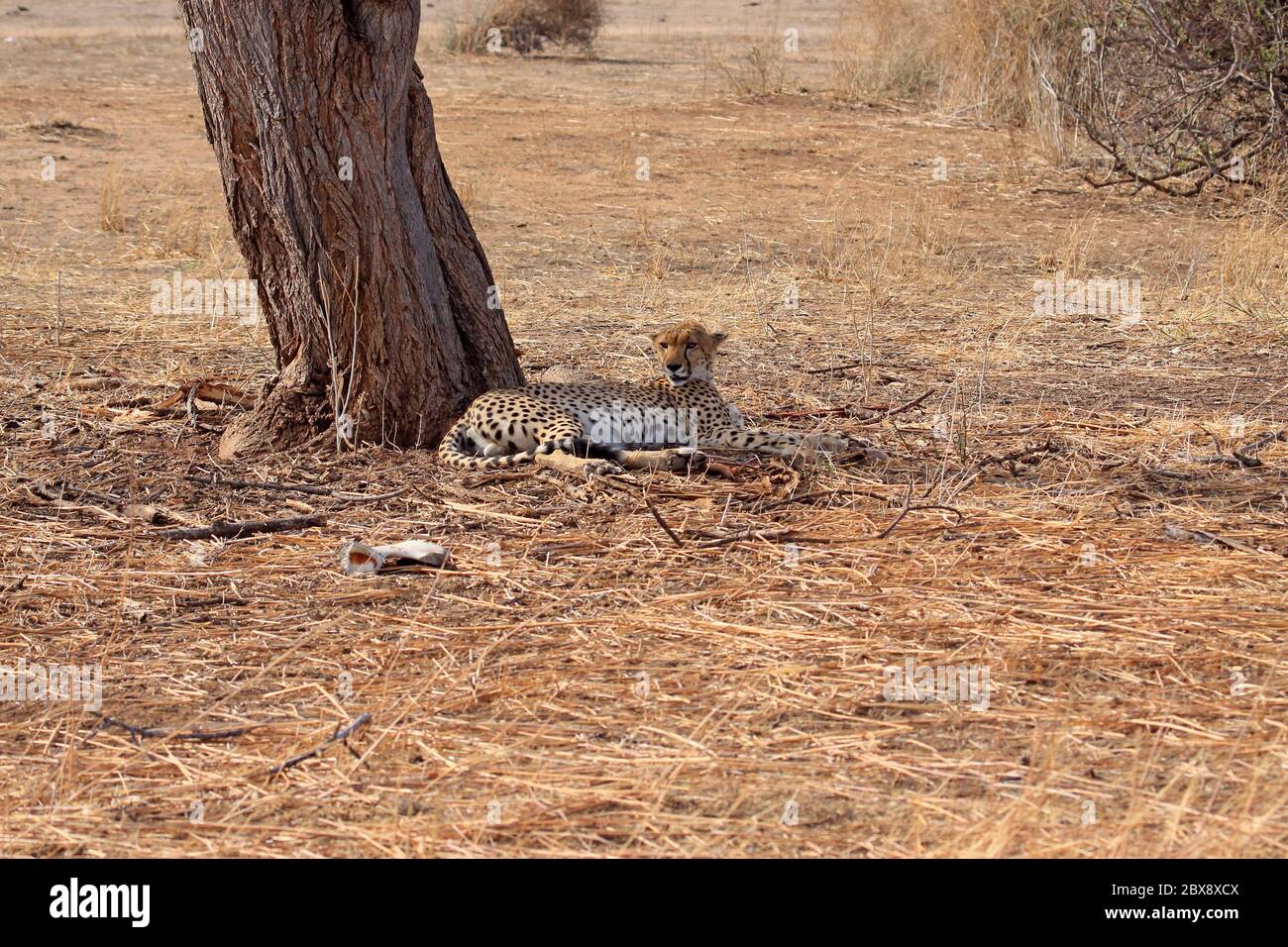 Resting Cheetah Stock Photo
