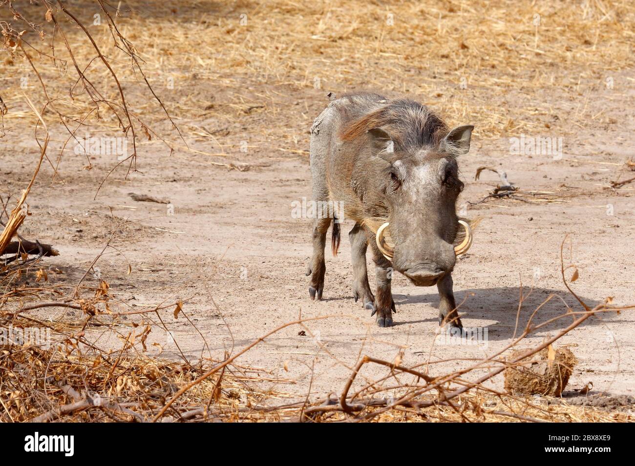 Common Warthog wandering out in the early morning Stock Photo