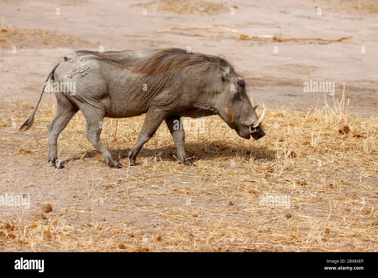 Common Warthog wandering out in the early morning Stock Photo