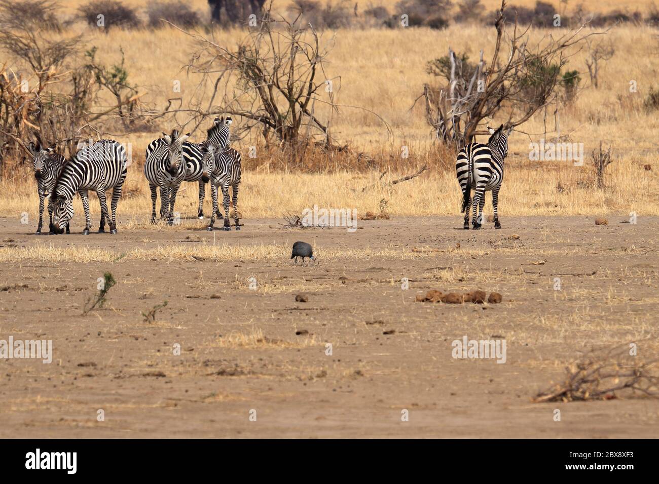 A small herd of Burchells Zebra Stock Photo