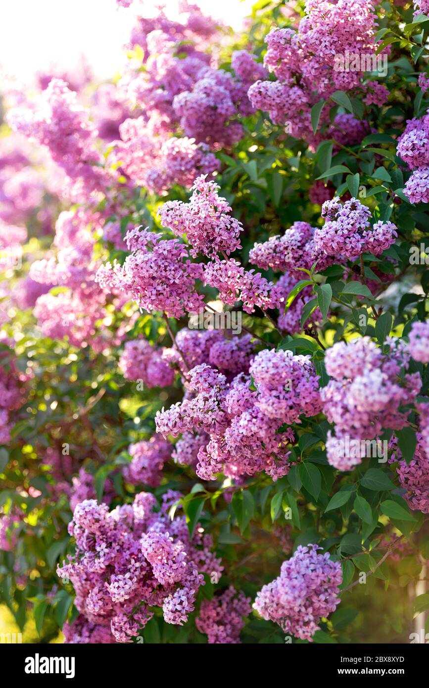 Blooming white lilac bushes hi-res stock photography and images - Alamy