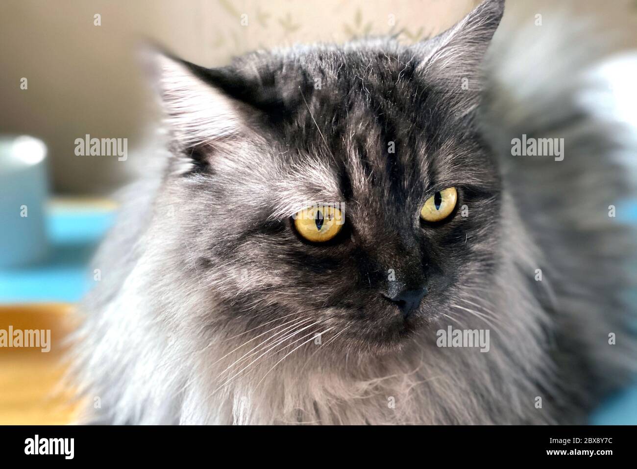 British longhair cat garden hi-res stock photography and images - Alamy