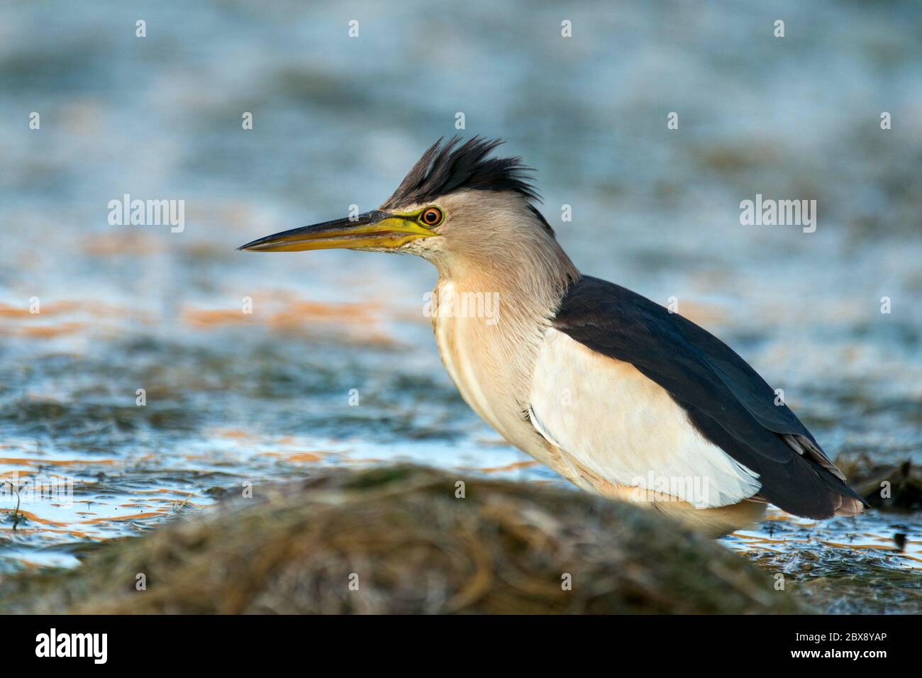 Little bittern Ixobrychus minutus, standing in the water and looking for food. Stock Photo