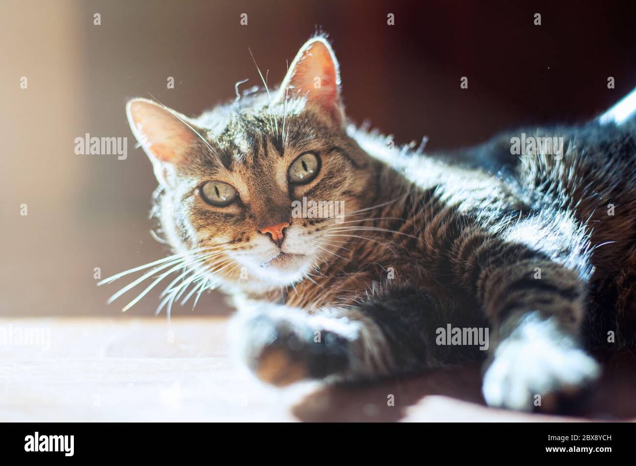 Cute cat lying on the floor on a beautiful light Stock Photo - Alamy