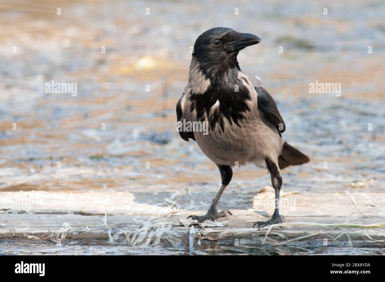 Portrait of a Hooded Crow (Corvus cornix) Stock Photo