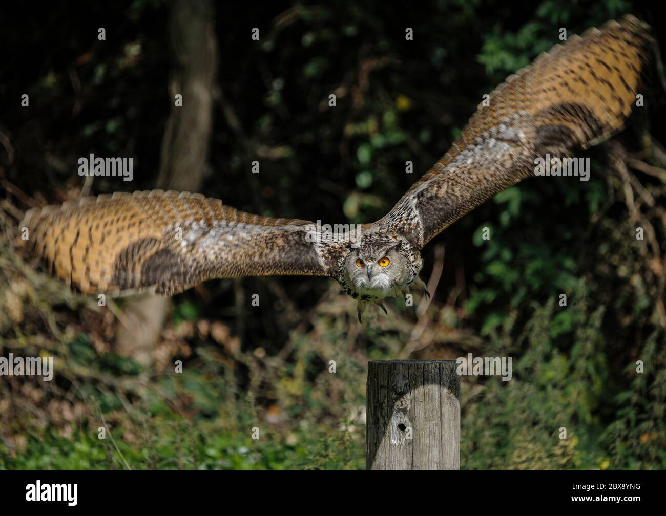 Long-eared Owl (Asio otus) in takeoff + full spread wing shots (Bison Range  area, MT) — silent flight engineering : r/birding, image size:1300x1008