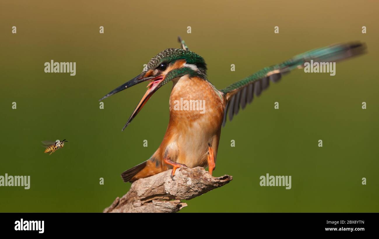 Common Kingfisher (Alcedo atthis) sits on a beautiful background, with open wings and beak. Close up. Stock Photo