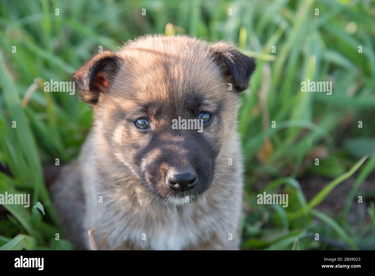 A pretty little puppy of Laiky breed lies in the green grass in summer ...