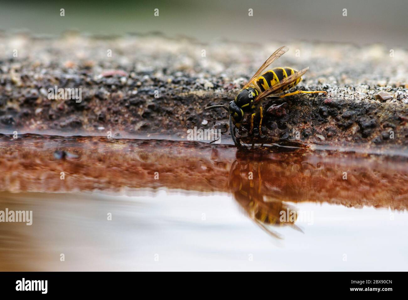 Single wasp drinking from a garden bird bath in Northumberland, England