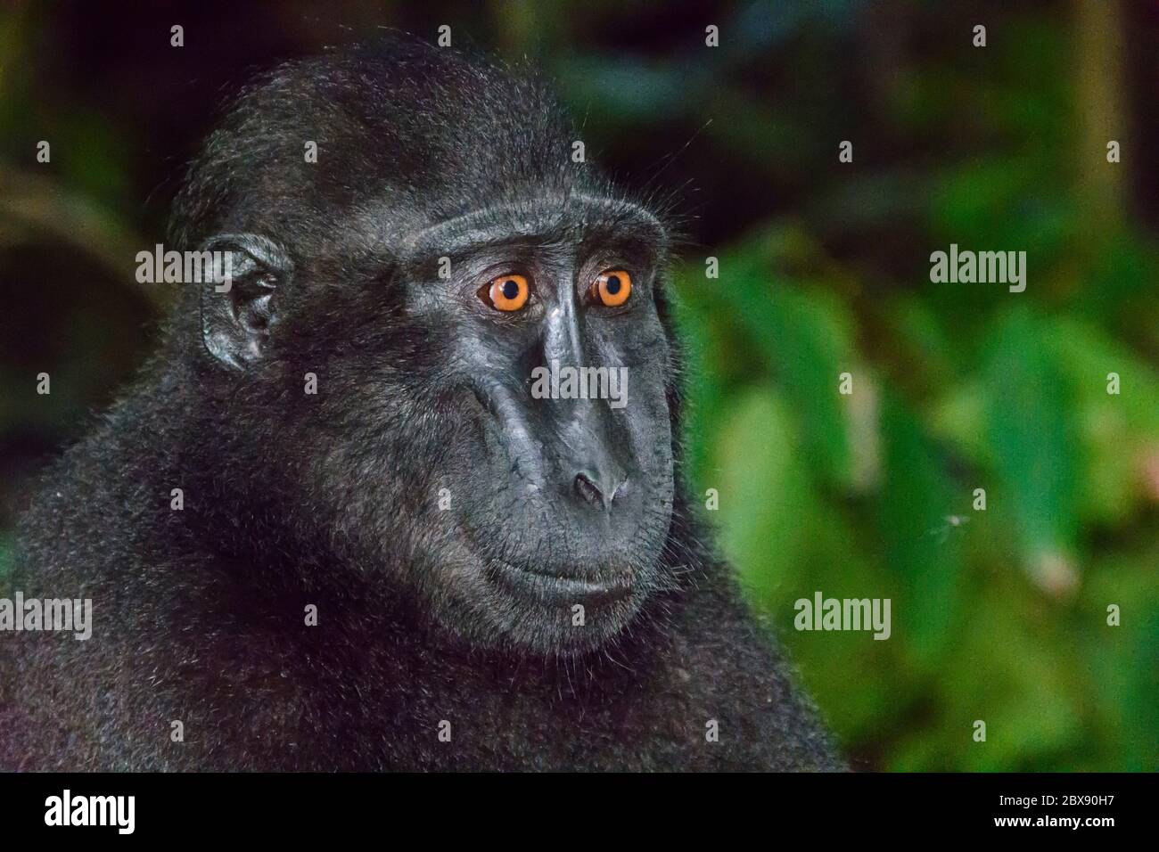 Celebes crested macaque in Tangkoko National Park, North Sulawesi, Indonesia. Stock Photo