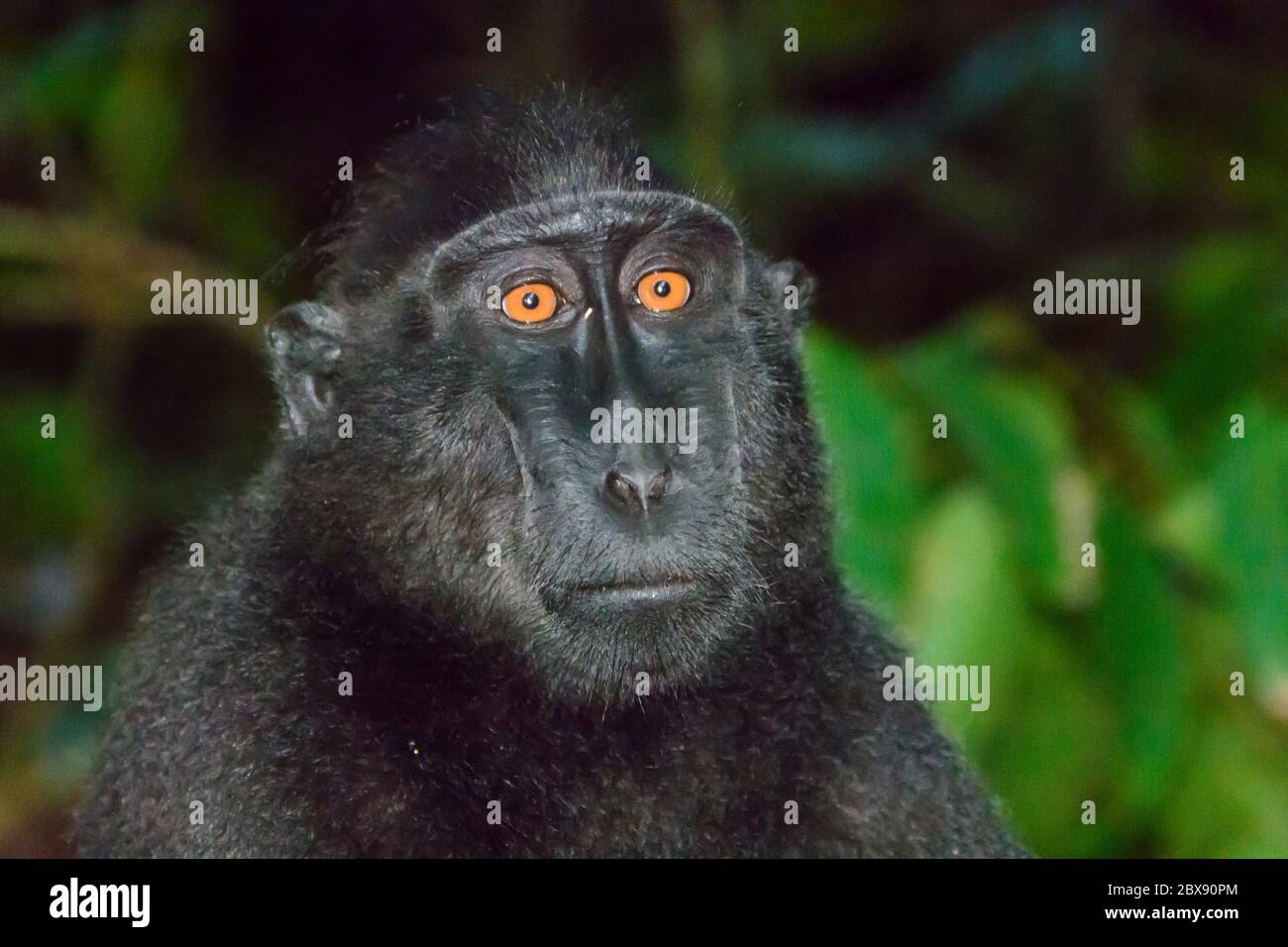 Celebes crested macaque in Tangkoko National Park, North Sulawesi, Indonesia. Stock Photo