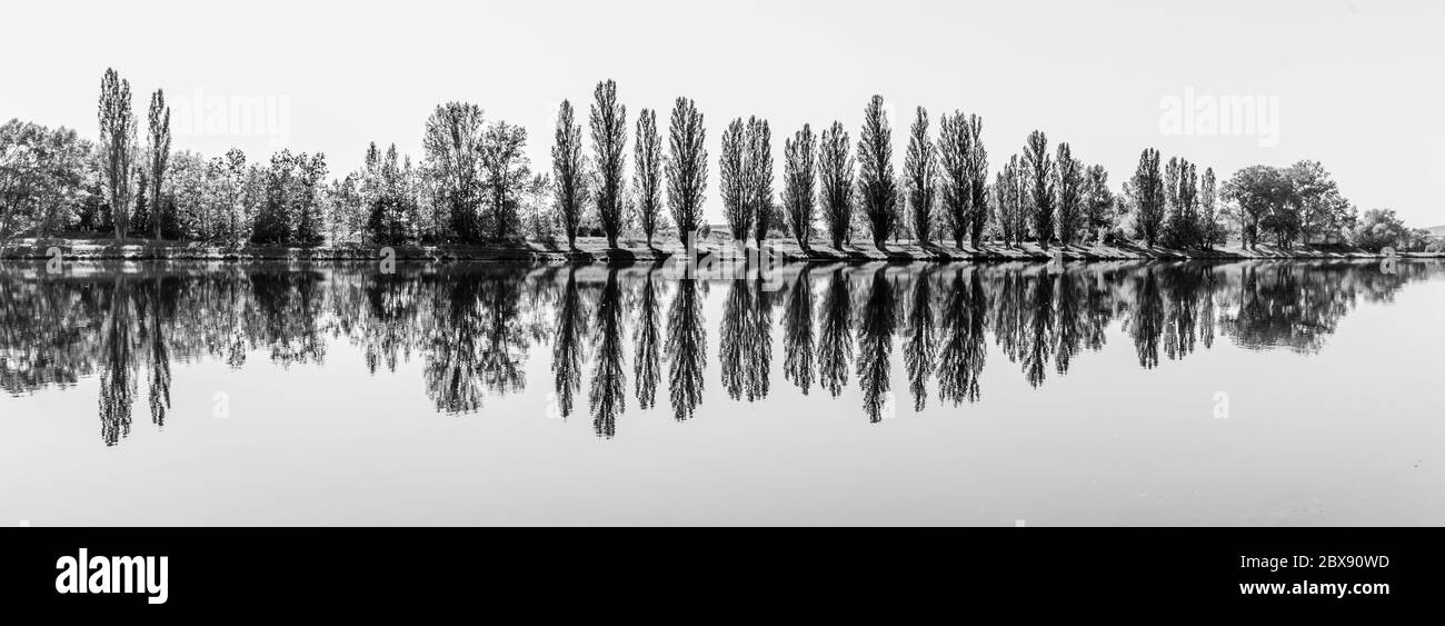 Alley of lush green poplar trees reflected in the water on sunny summer day. Black and white image. Stock Photo