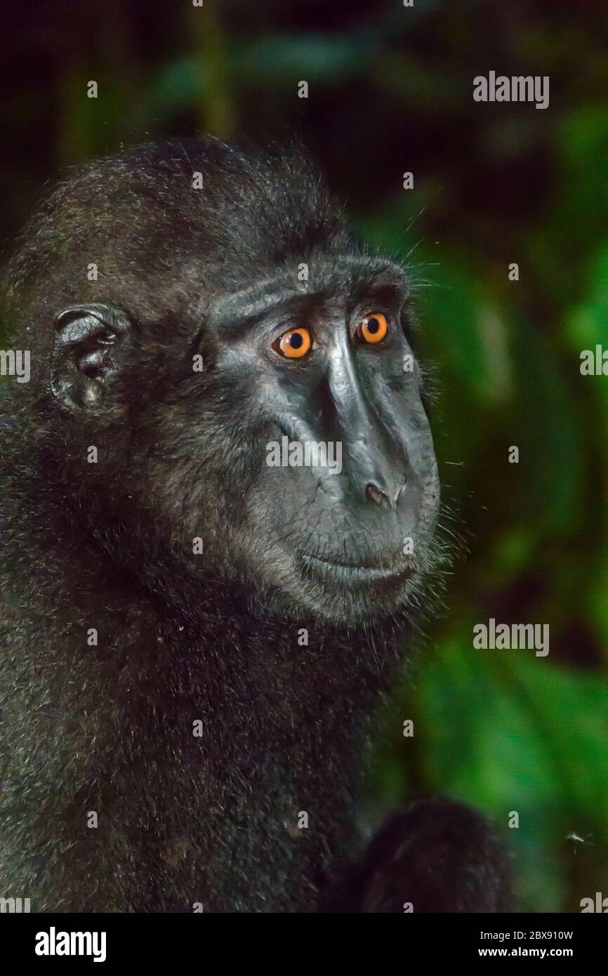 Celebes crested macaque in Tangkoko National Park, North Sulawesi, Indonesia. Stock Photo