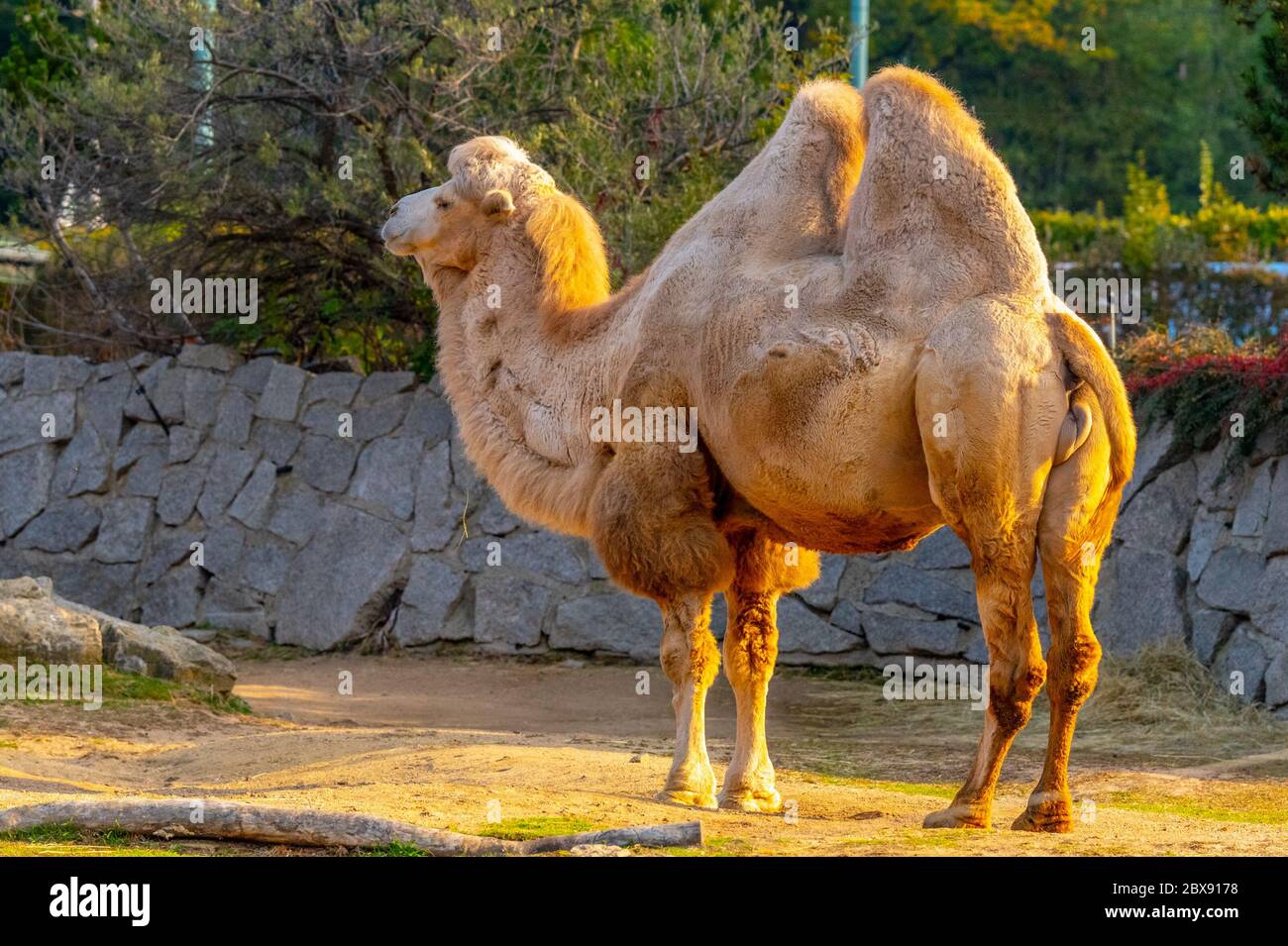 Bactrian two-humped camel, Camelus bactrianus. Liberec Zoo, Czech Republic Stock Photo