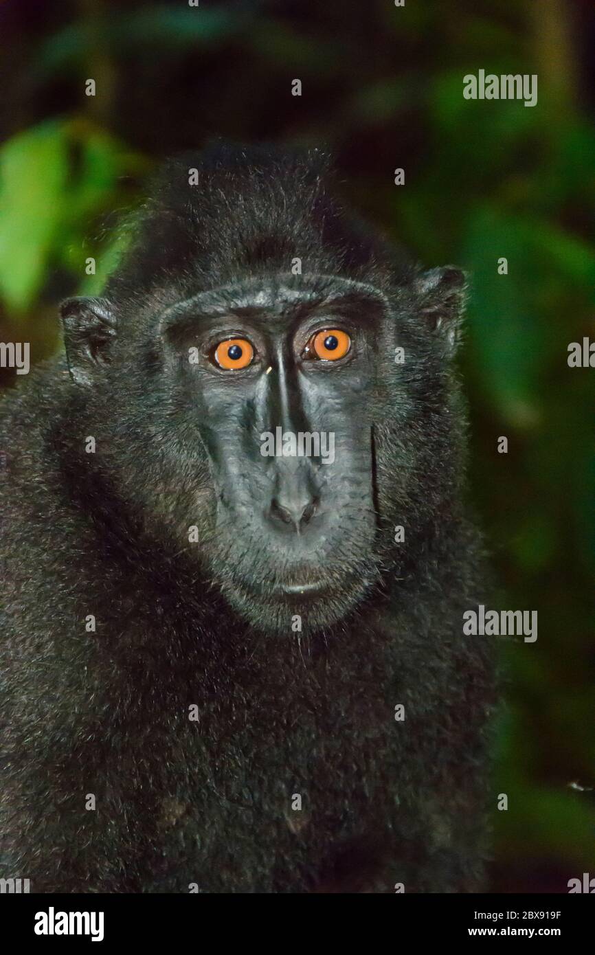 Celebes crested macaque in Tangkoko National Park, North Sulawesi, Indonesia. Stock Photo