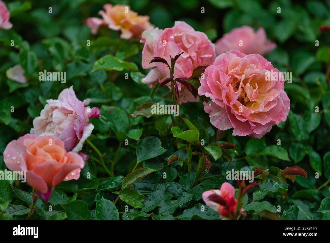 Rosiden High Resolution Stock Photography and Images - Alamy