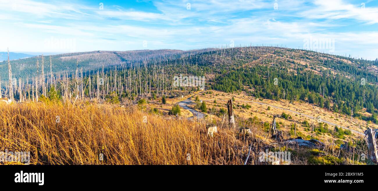 Devasted forest in caues of bark beetle infestation. Sumava National Park and Bavarian Forest, Czech republic and Germany. View from Tristolicnik, Dreisesselberg, to Plechy, Plockenstein. Stock Photo