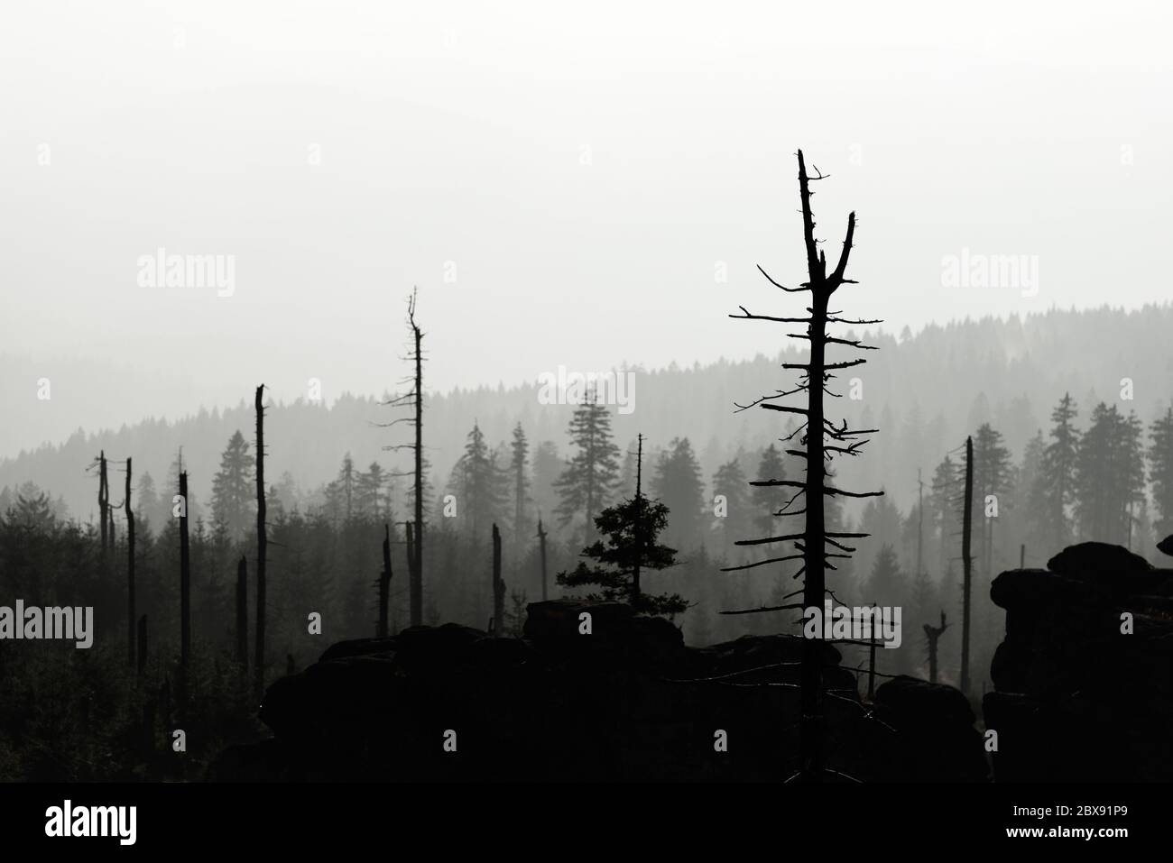 Germany black forest acid rain hi-res stock photography and images - Alamy