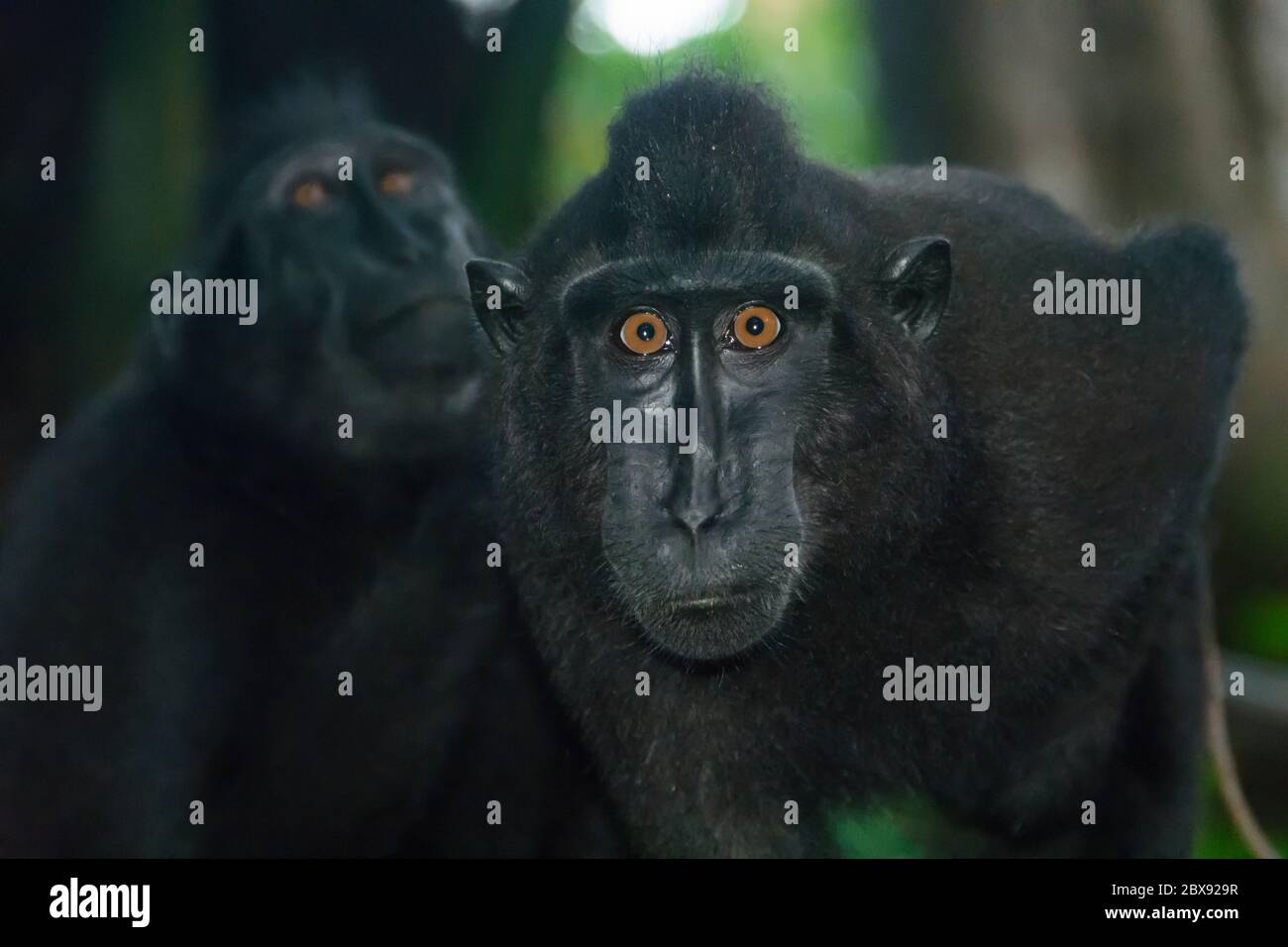 Celebes crested macaque in Tangkoko National Park, North Sulawesi, Indonesia. Stock Photo