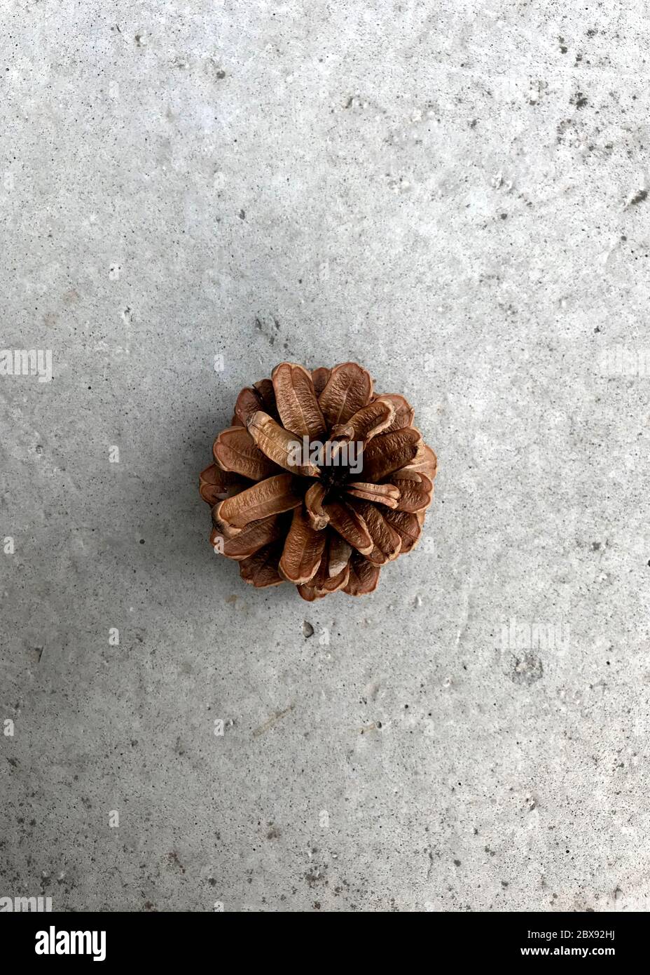 Small Pine cone on concrete background,, top view Stock Photo