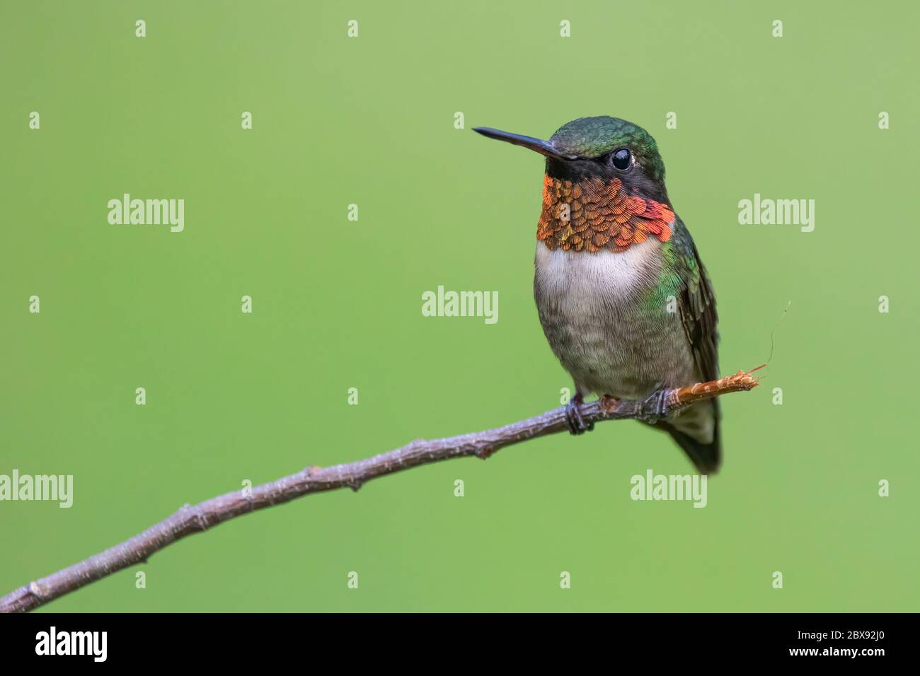 Ruby-throated hummingbird perched Stock Photo