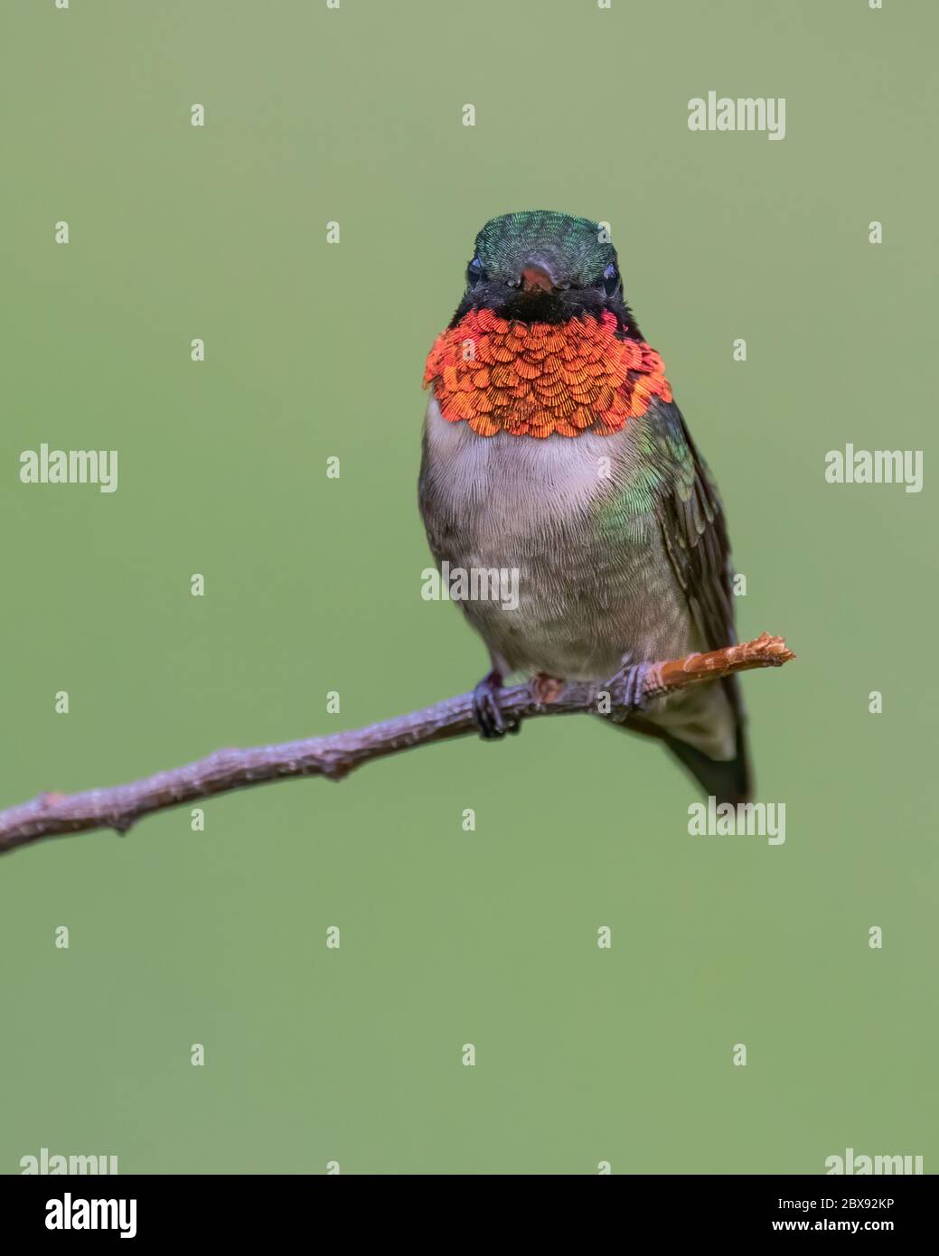 A ruby-throated hummingbird perched. Stock Photo