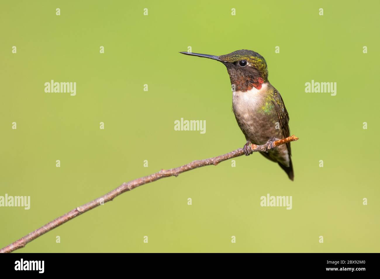A ruby-throated hummingbird perched. Stock Photo
