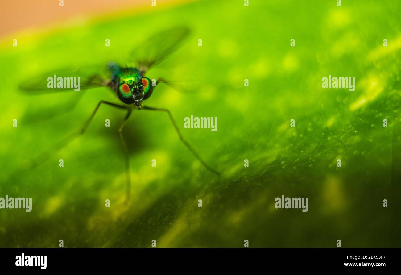 Long legged fly ( Condylostylus ) eyes focused on a leaf with blurred background. Macro shot of Long-legged flies also called as Green Mosquito. Stock Photo
