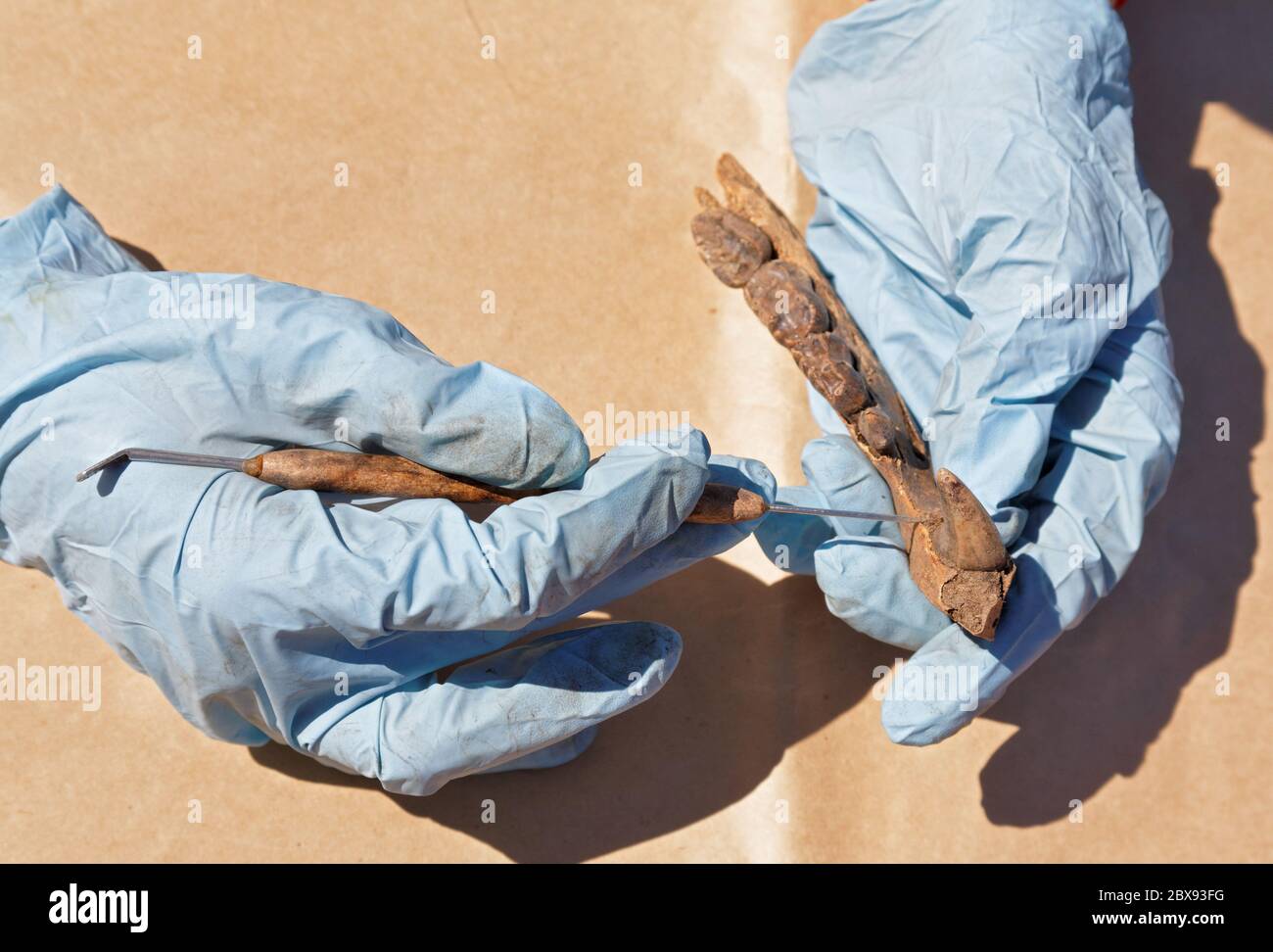 The archaeologist carefully cleans with a brush a find - part of the bear's jaw. The medieval age. Preparing for transportation for further laboratory Stock Photo