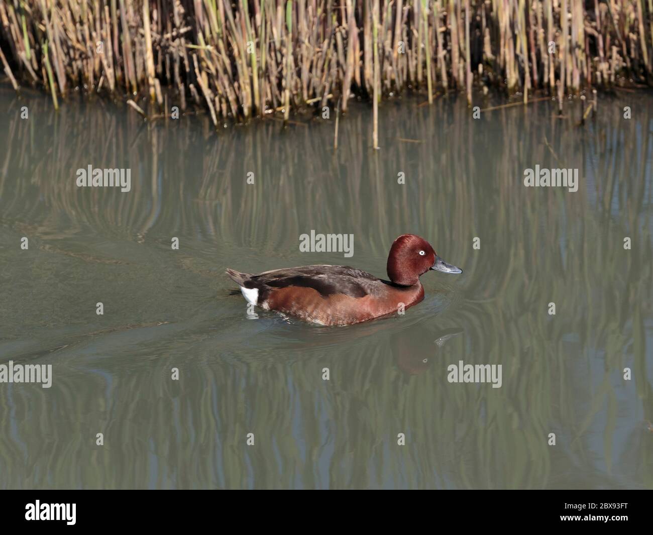 A Ferruginous duck, also ferruginous pochard, common white-eye or white-eyed pochard in the World Wetlands at the Wildfowl and Wetlands Trust London W Stock Photo