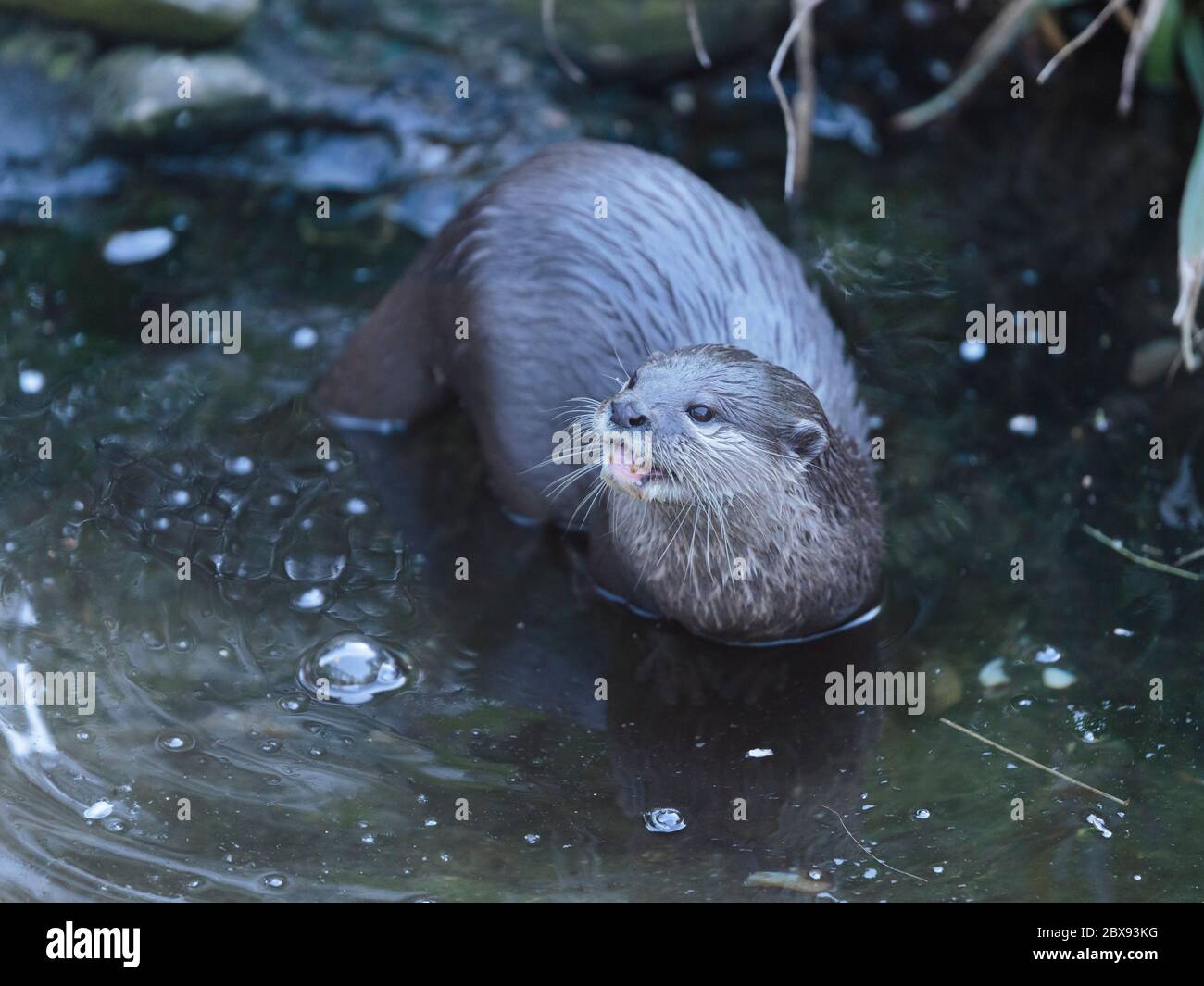 An Asian short-clawed otter at the Wildfowl and Wetlands Trust London Wetland Centre, Barnes, London, England Stock Photo