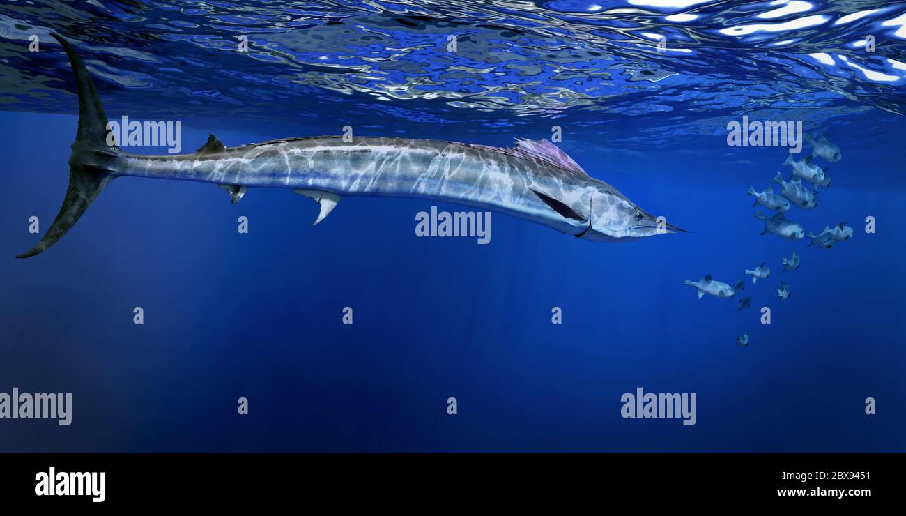 Shortbill spearfish, a species of marlin, hunting in open waters Stock Photo Alamy
