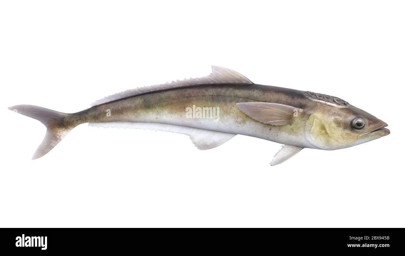 Illustration of the Opisthomyzon, an extinct genus of prehistoric remora that lived during the early Oligocene epoch. Stock Photo