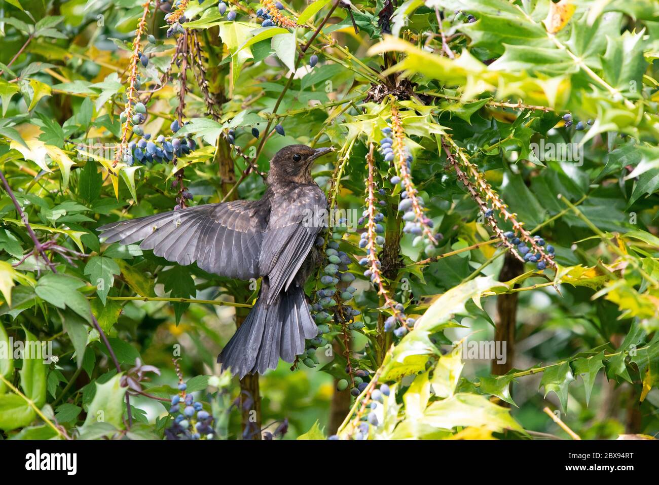 Bird eating mahonia berries hires stock photography and images Alamy